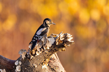 Dendrocopos major, Great spotted woodpecker .