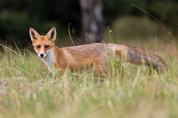 Red fox, vulpes vulpes, walking on green meadow in autumn nature. Wild predator moving in wilderness.