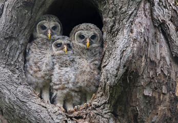 Getting Ready to Fledge