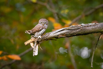 Pygmy Owl (Glaucidium passerinum) sitting on the branch in forest