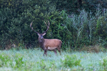 Red Deer male (Cervus elaphus) on pasture in a meadow . Wildlife scenery
