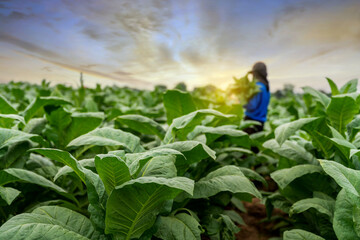 Agriculture carrying the harvest of tobacco leaves growing in the harvest season. select focus of...