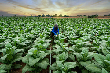 Agriculture of Tobacco Industry, Farmers working in tobacco fields.