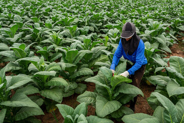 Agriculture female farmers working in tobacco fields.
