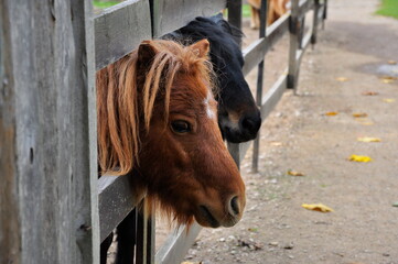 Portrait of a brown pony in an aviary.