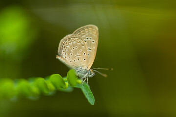 Macro close-up butterfly in wild meadow and flowers on beautiful blurred soft yellow green background