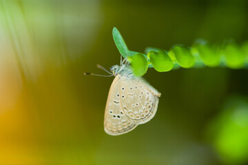 Macro close-up butterfly in wild meadow and flowers on beautiful blurred soft yellow green background