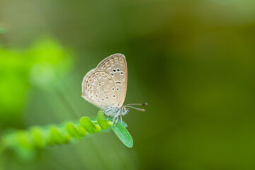 Macro close-up butterfly in wild meadow and flowers on beautiful blurred soft yellow green background
