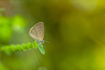 Macro close-up butterfly in wild meadow and flowers on beautiful blurred soft yellow green background