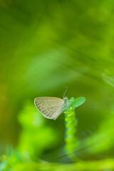 Macro close-up butterfly in wild meadow and flowers on beautiful blurred soft yellow green background