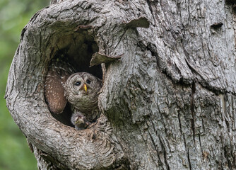 Mama owl Getting Ready to Stash Food