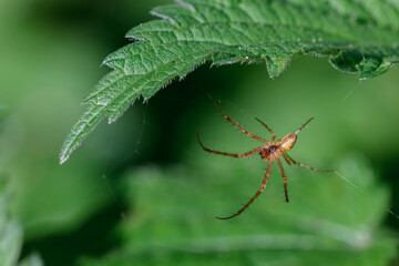 Baldachinspinne (Linyphiidae) © Rolf Müller