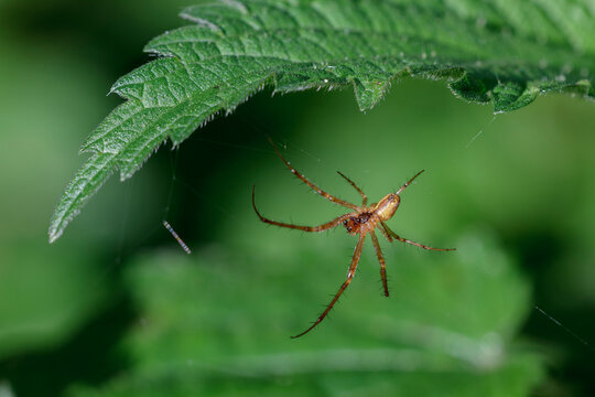 Baldachinspinne (Linyphiidae)