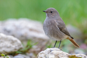 Hausrotschwanz (Phoenicurus ochruros) Weibchen