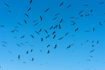 Fregata magnificens - group colony of Magnificent Frigatebirds at in the Sea of ​​Cortez, in Baja California Sur Mexico