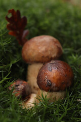boletus edulis mushroom