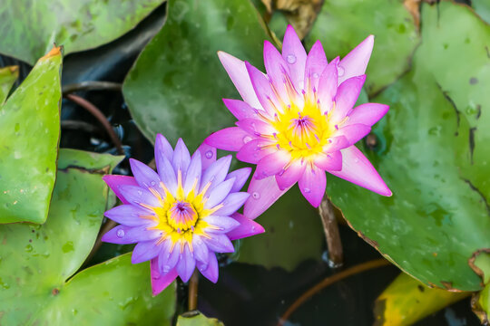 Purple lotus bloom in the morning