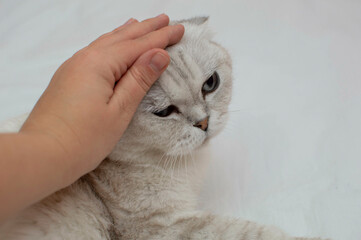 A grey British shorthair cat is lying in bed on the bed, and a woman's hand is stroking the cat....
