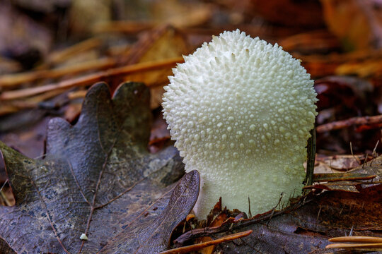 Flaschen-St&auml;ubling (Lycoperdon perlatum)