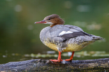 Gänsesäger (Mergus merganser) Weibchen