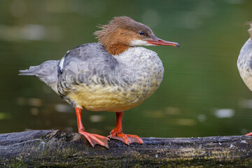 Gänsesäger (Mergus merganser) Weibchen