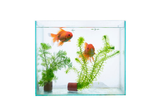 aquarium with fish and waterplants isolated on a white background