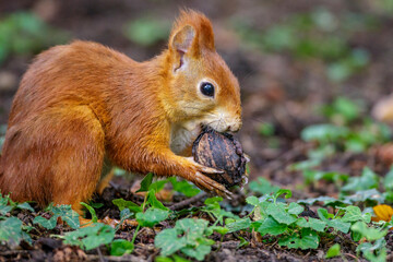 Eichhörnchen (Sciurus vulgaris) mit Walnuss