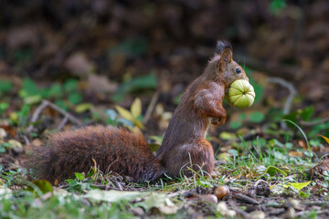 Eichhörnchen (Sciurus vulgaris) mit Hickory-Nuss © Rolf Müller