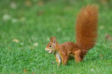 Eichhörnchen (Sciurus vulgaris) mit Hickorynuss