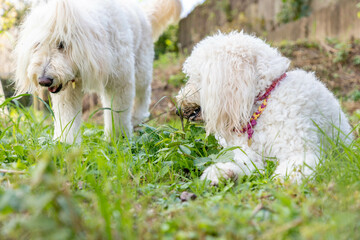ゴールデンドゥードル犬