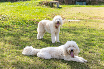 ゴールデンドゥードル犬