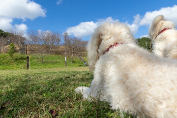ゴールデンドゥードル犬