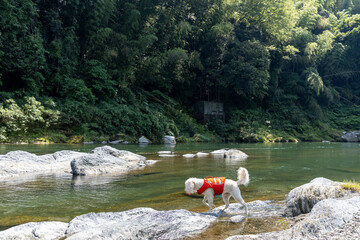 ゴールデンドゥードル犬水遊び