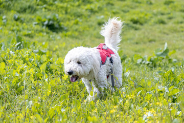 ゴールデンドゥードル犬