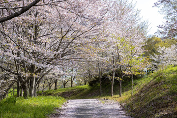 桜花びら道