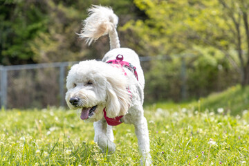 ゴールデンドゥードル犬