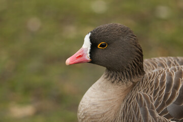 A head shot of a Lesser White-fronted Goose, Anser erythropus, standing on the bank of a lake at the London wetland wildlife reserve.

