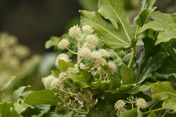 A Big-leaf paper plant or Figleaf Palm plant, Fatsia japonica, in flower in Autumn in the UK. 
