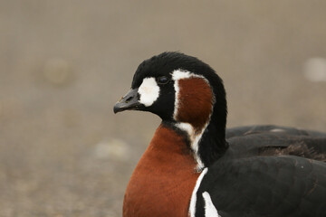 A beautiful Red-breasted Goose, Branta ruficollis, standing on the bank of a lake at the London wetland wildlife reserve.