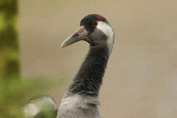 A head shot of a stunning Crane, Grus grus, at Slimbridge wetland wildlife reserve.	