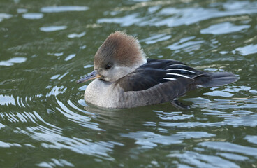 A female Hooded Merganser, Lophodytes cucullatus, swimming on a pond at Slimbridge wetland wildlife reserve.	