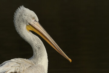 A Dalmatian Pelican, Pelecanus crispus, swimming on a lake at Arundel wetland wildlife reserve.	