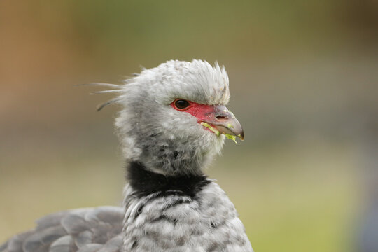 A head shot of a Southern Screamer, Chauna torquata, at the London wetland wildlife reserve.
