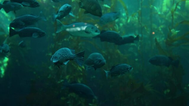 Underwater World fish swimming in aquarium UHD