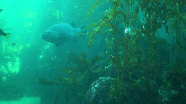 Underwater World fish swimming in aquarium UHD