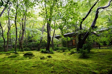 雨に映える青もみじ