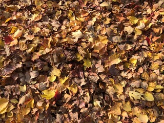 autumn leaves background