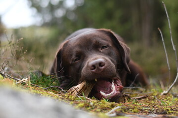 Dog with a stick