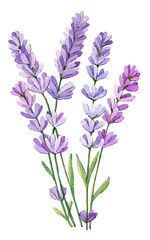 Lavender branch on a white background. Watercolor illustration.