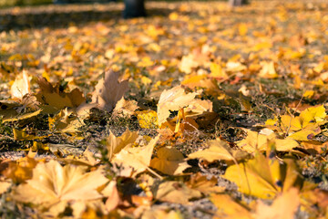 Yellow maple leaves lie on the ground. Autumn leaves cover the ground